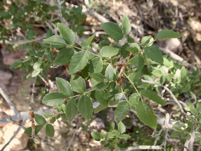 Zanthoxylum ciliatum subsp. ciliatum photo 2