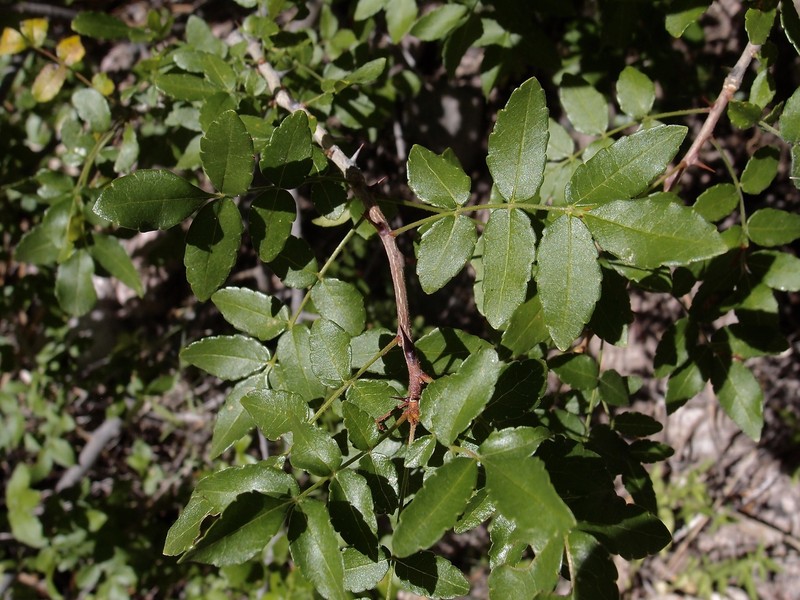 Zanthoxylum ciliatum subsp. ciliatum photo 3