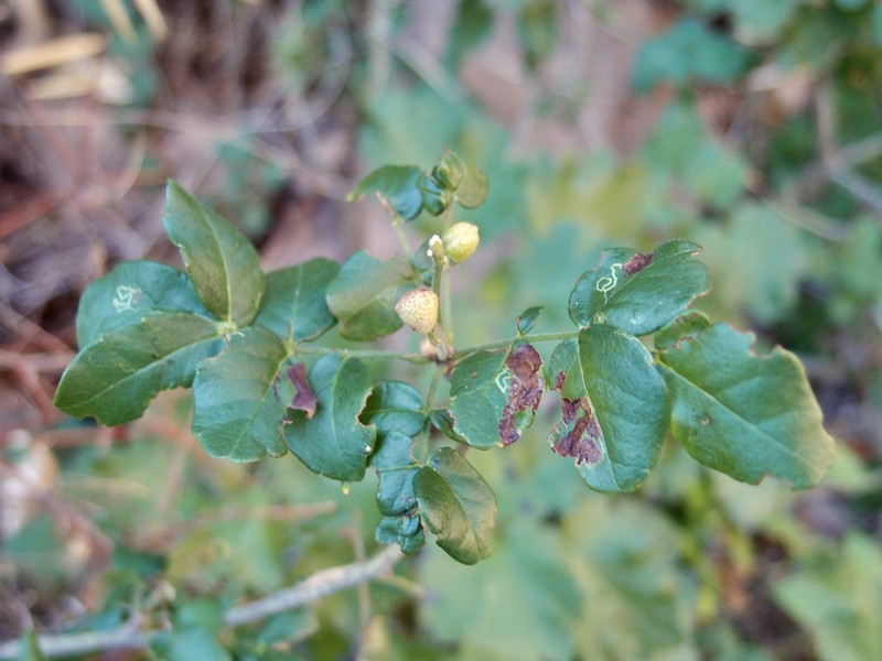 Zanthoxylum ciliatum subsp. ciliatum photo 4