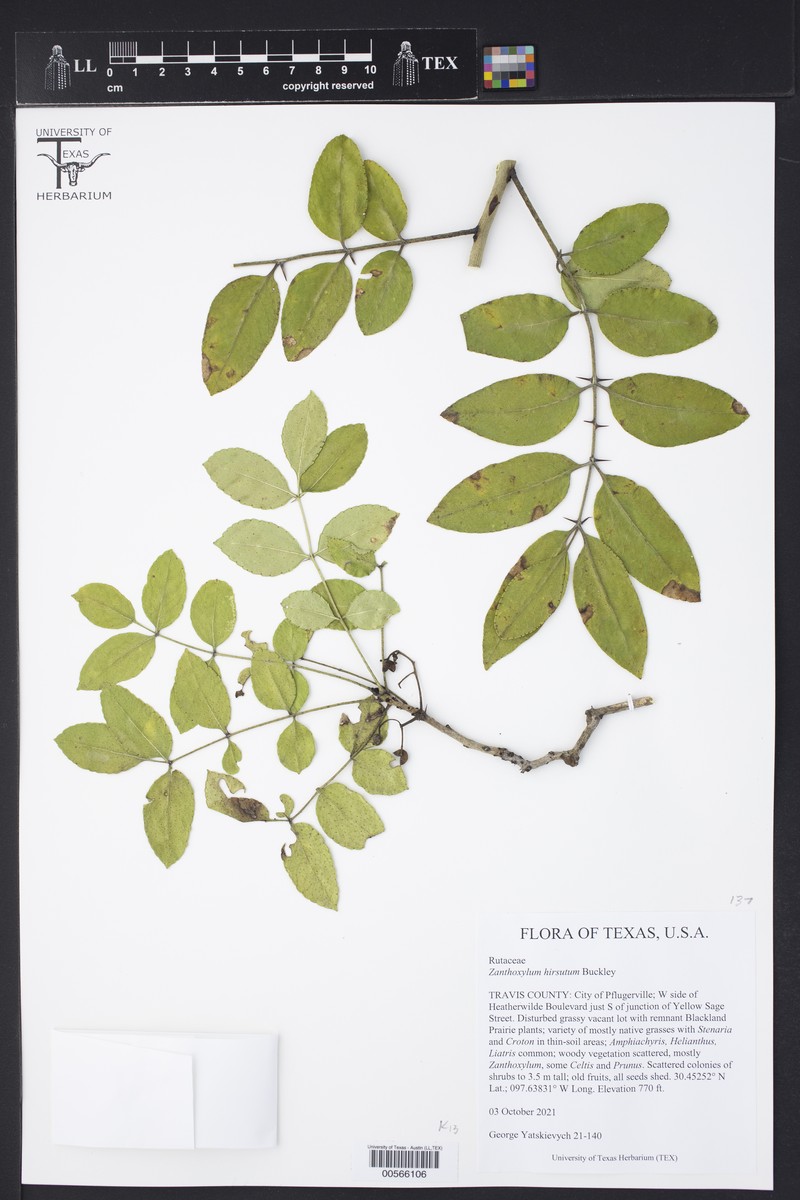 Zanthoxylum clava-herculis subsp. clava-herculis