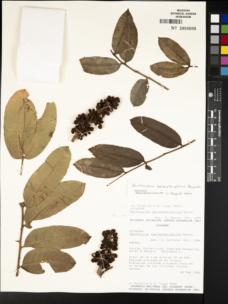 Zanthoxylum complexum