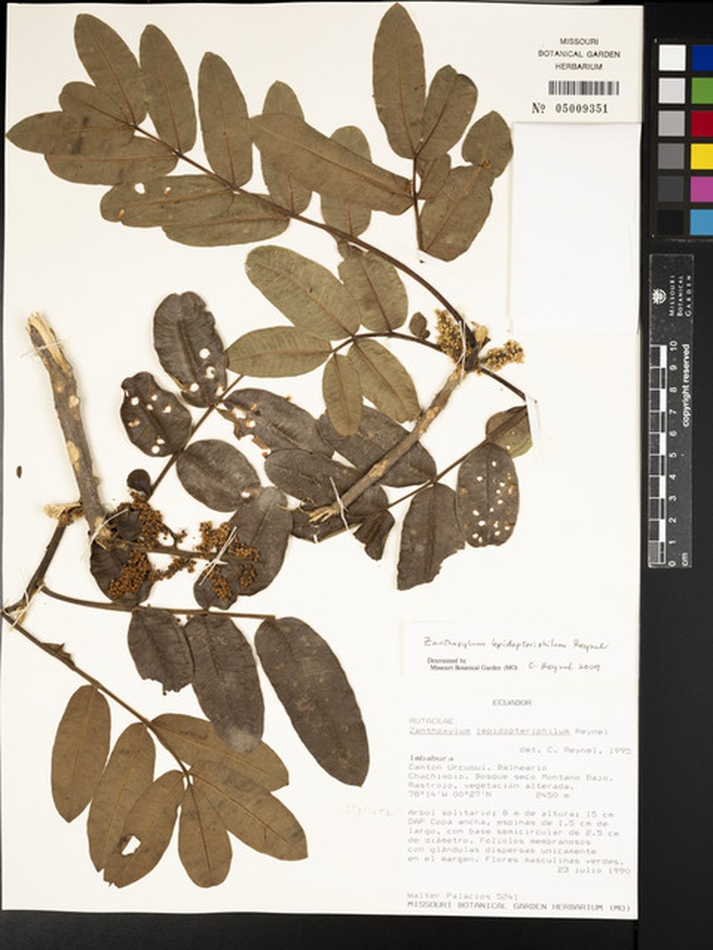 Zanthoxylum complexum photo 2