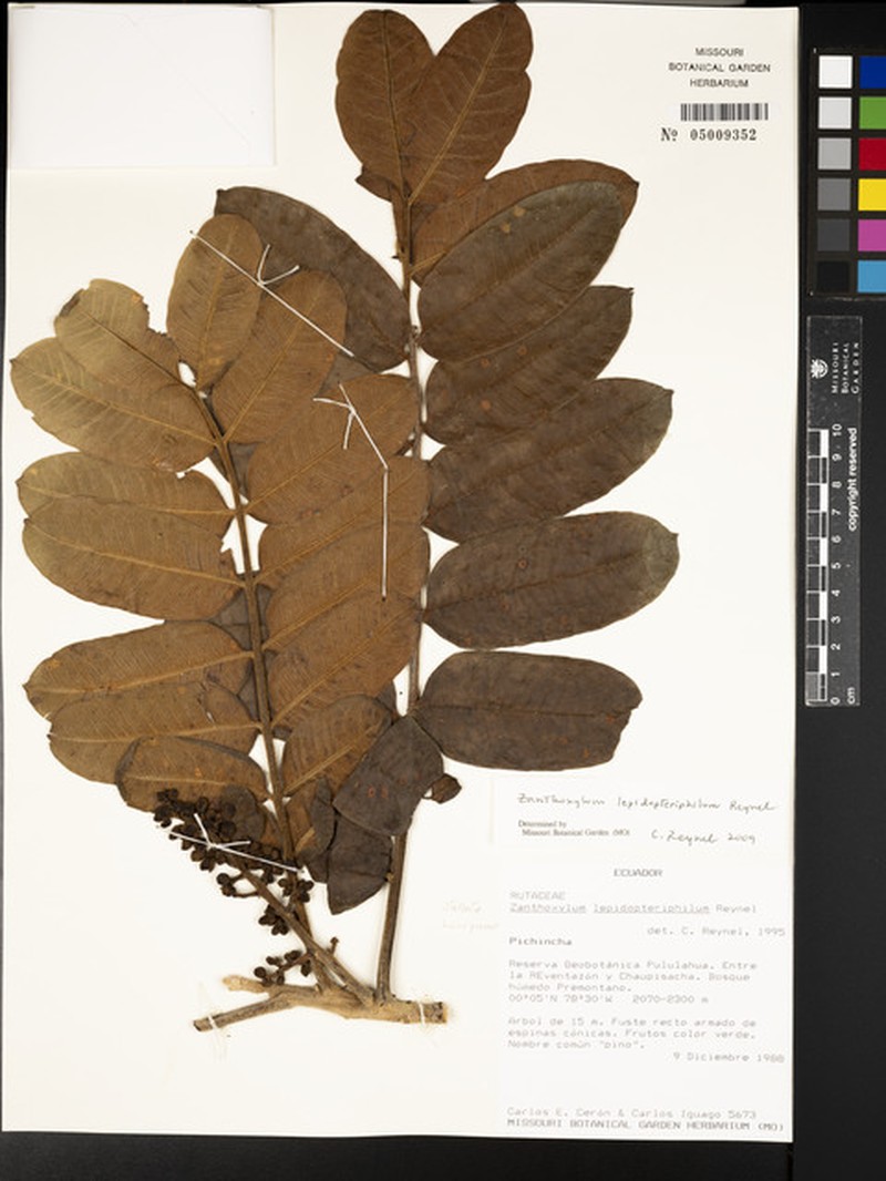 Zanthoxylum complexum photo 3
