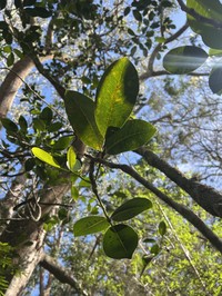 Kawa'U