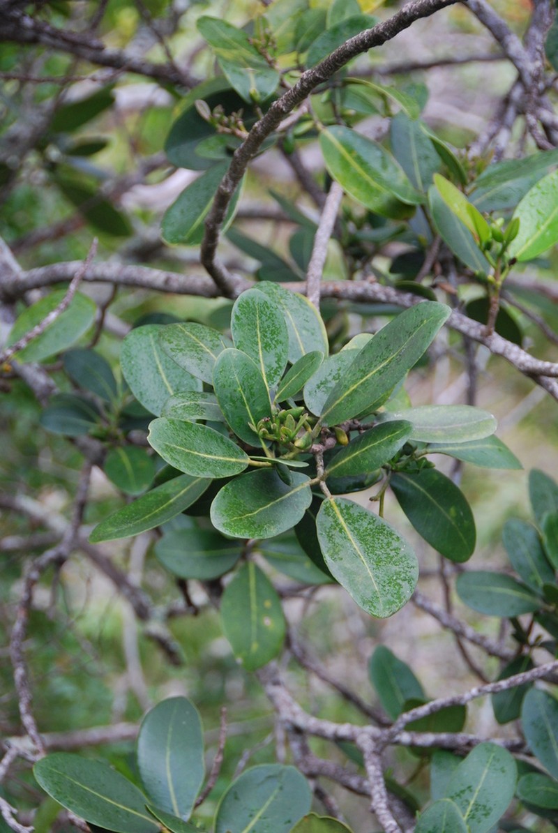 Kawa'U photo 2