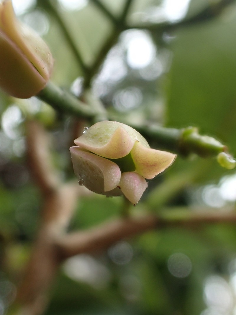 Kawa'U photo 3