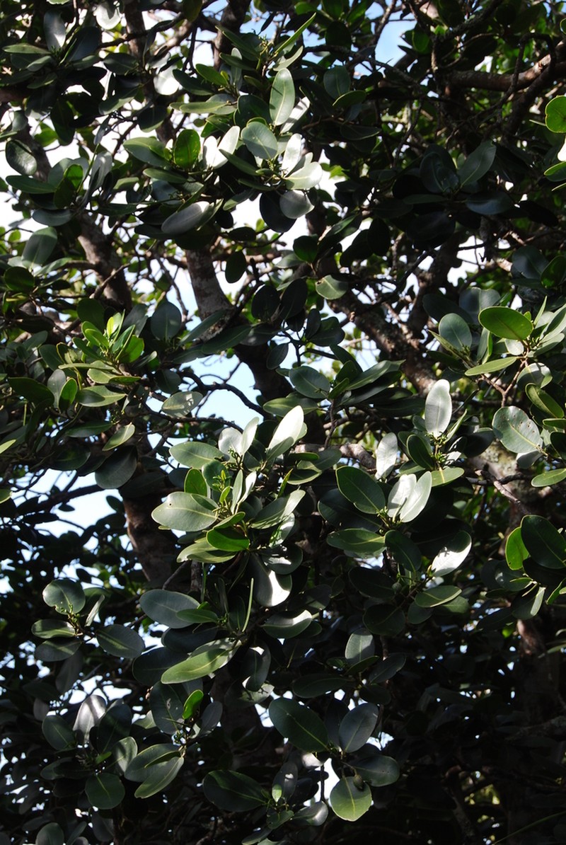 Kawa'U photo 4