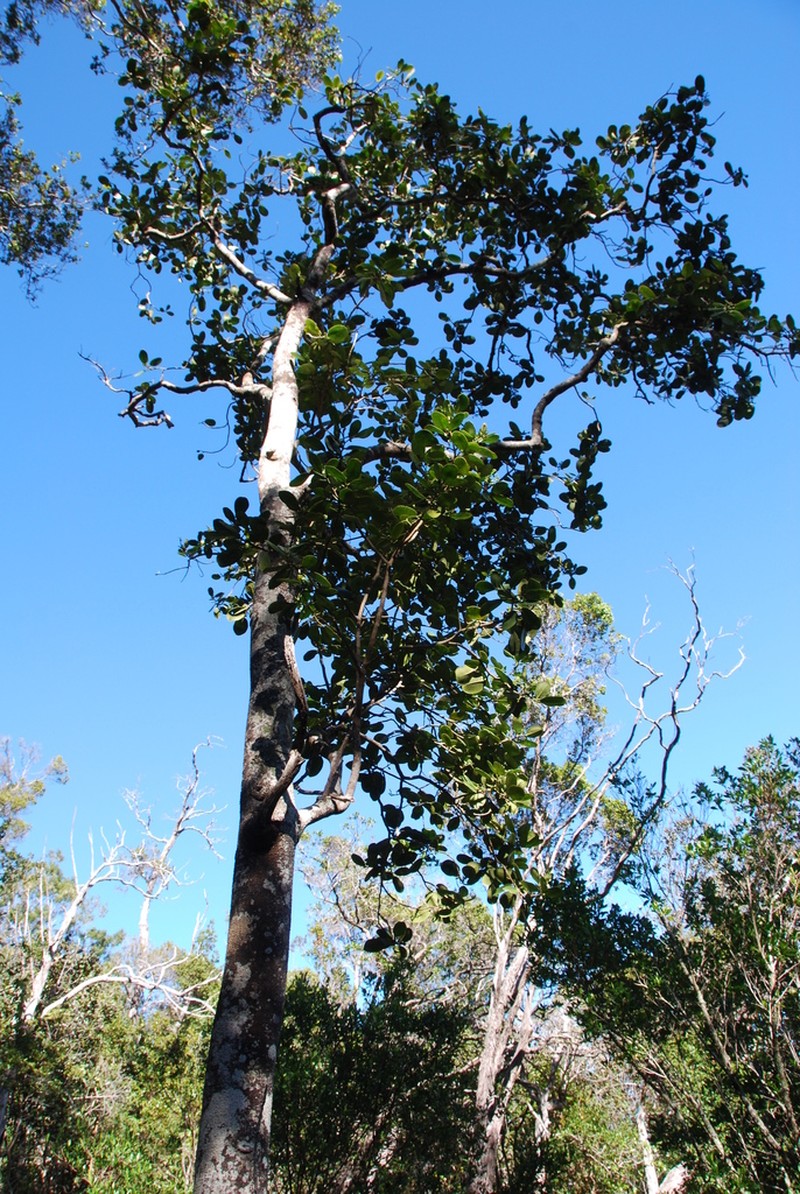 Kawa'U photo 5