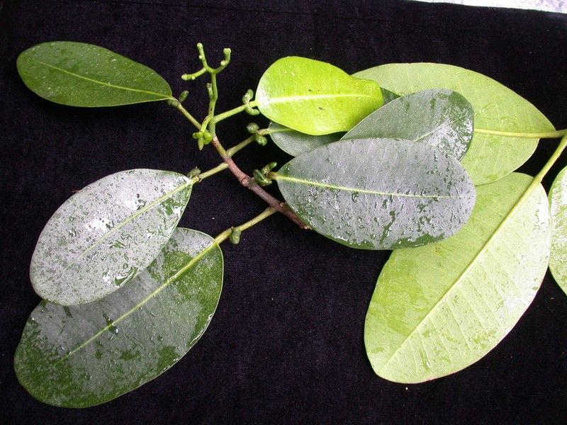 Kawa'U photo 8