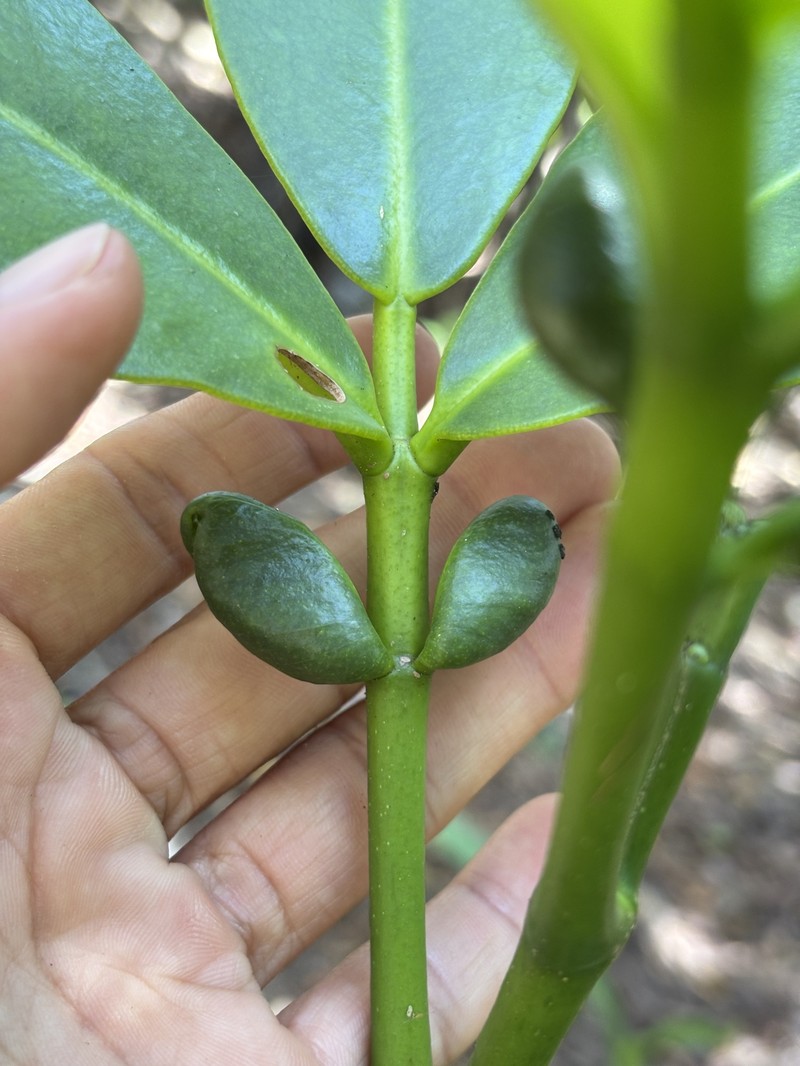 Zanthoxylum dipetalum var. dipetalum