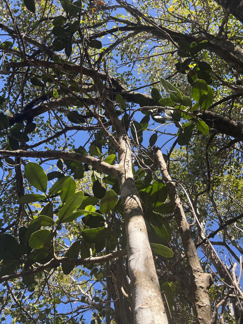 Zanthoxylum dipetalum var. dipetalum photo 2