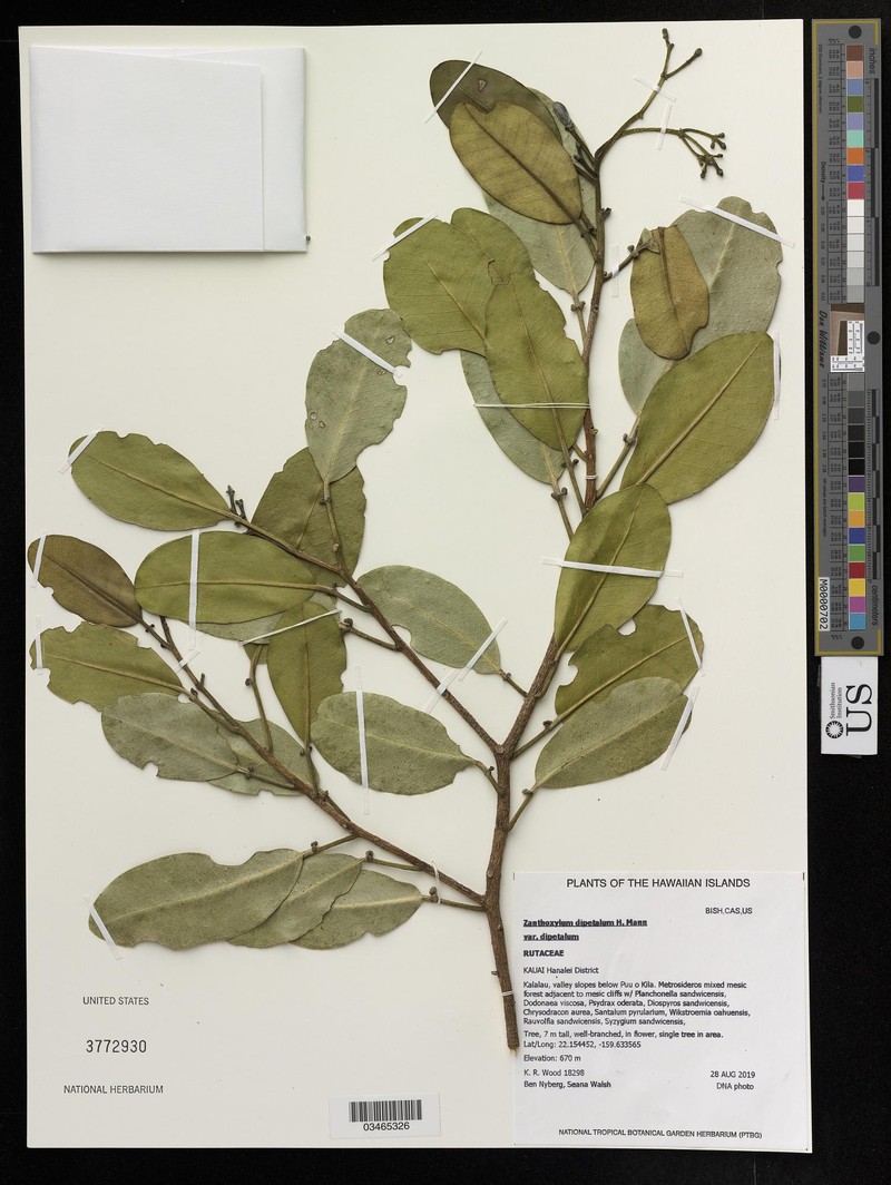 Zanthoxylum dipetalum var. dipetalum photo 3