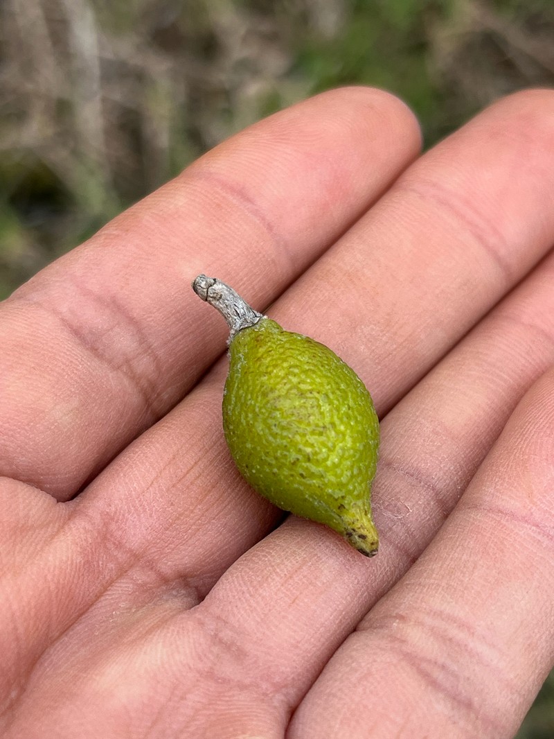 Zanthoxylum dipetalum var. tomentosum