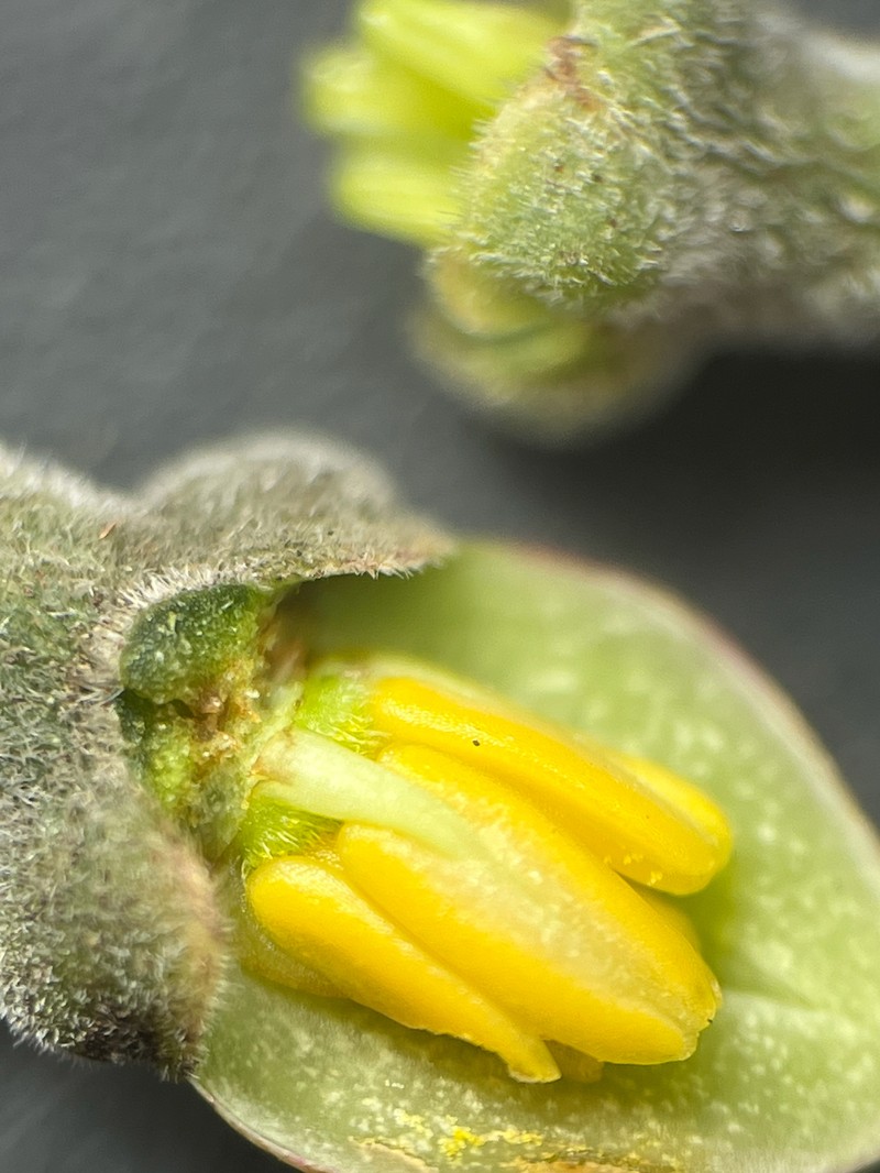 Zanthoxylum dipetalum var. tomentosum photo 2