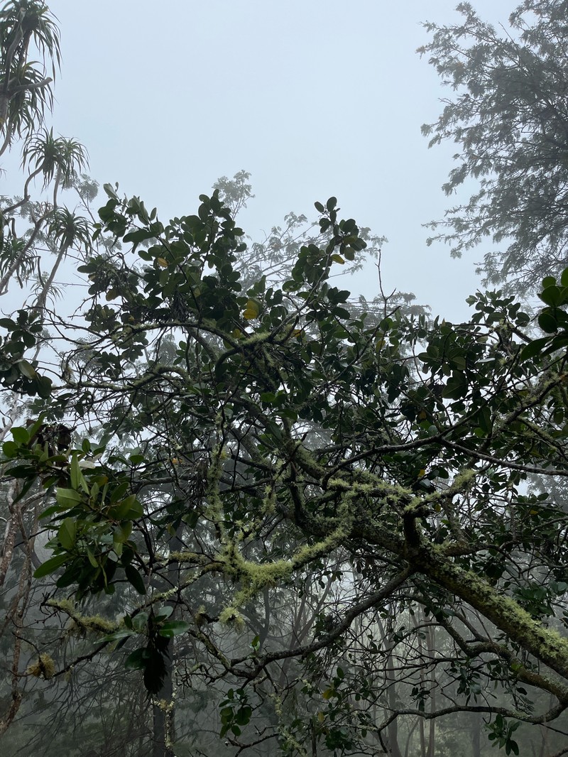 Zanthoxylum dipetalum var. tomentosum photo 3