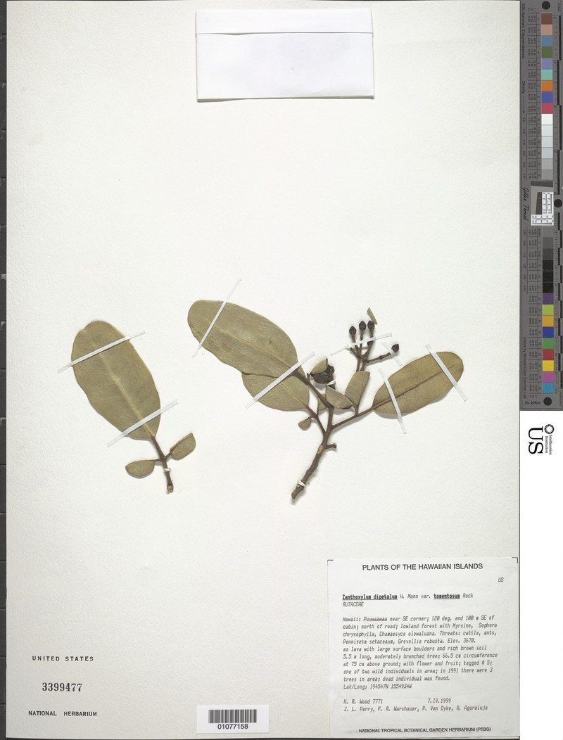 Zanthoxylum dipetalum var. tomentosum photo 4