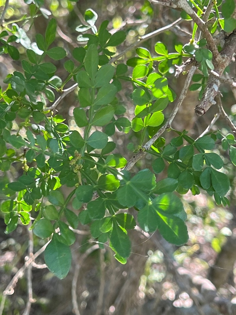 Lime Pricklyash photo 2