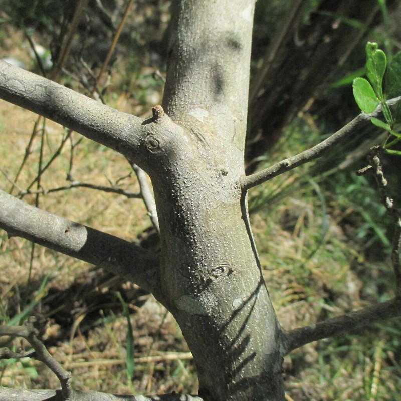 Lime Pricklyash photo 6