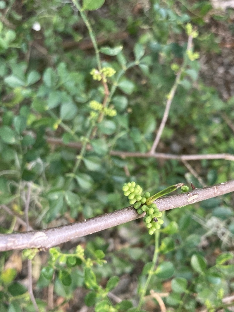 Lime Pricklyash photo 7