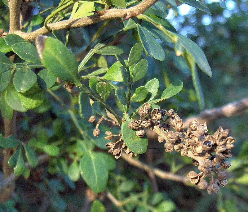 Lime Pricklyash