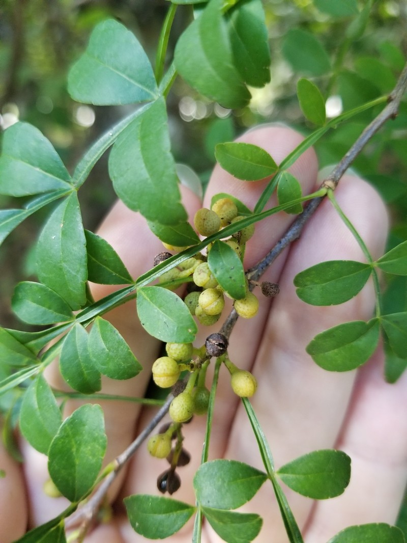 Zanthoxylum fagara subsp. fagara