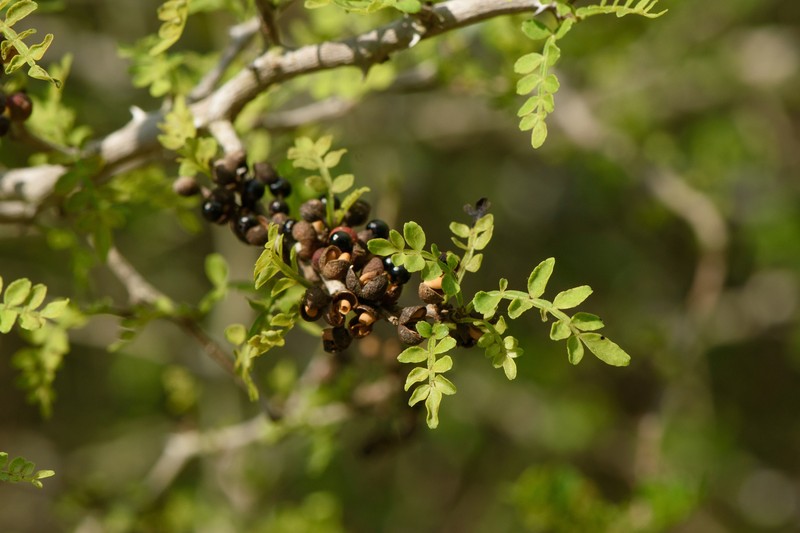 Zanthoxylum fagara subsp. fagara photo 3