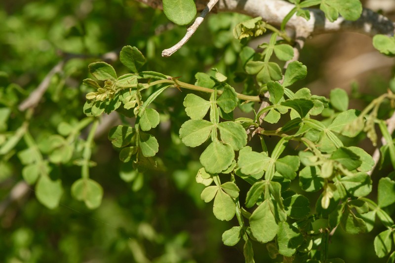 Zanthoxylum fagara subsp. fagara photo 4