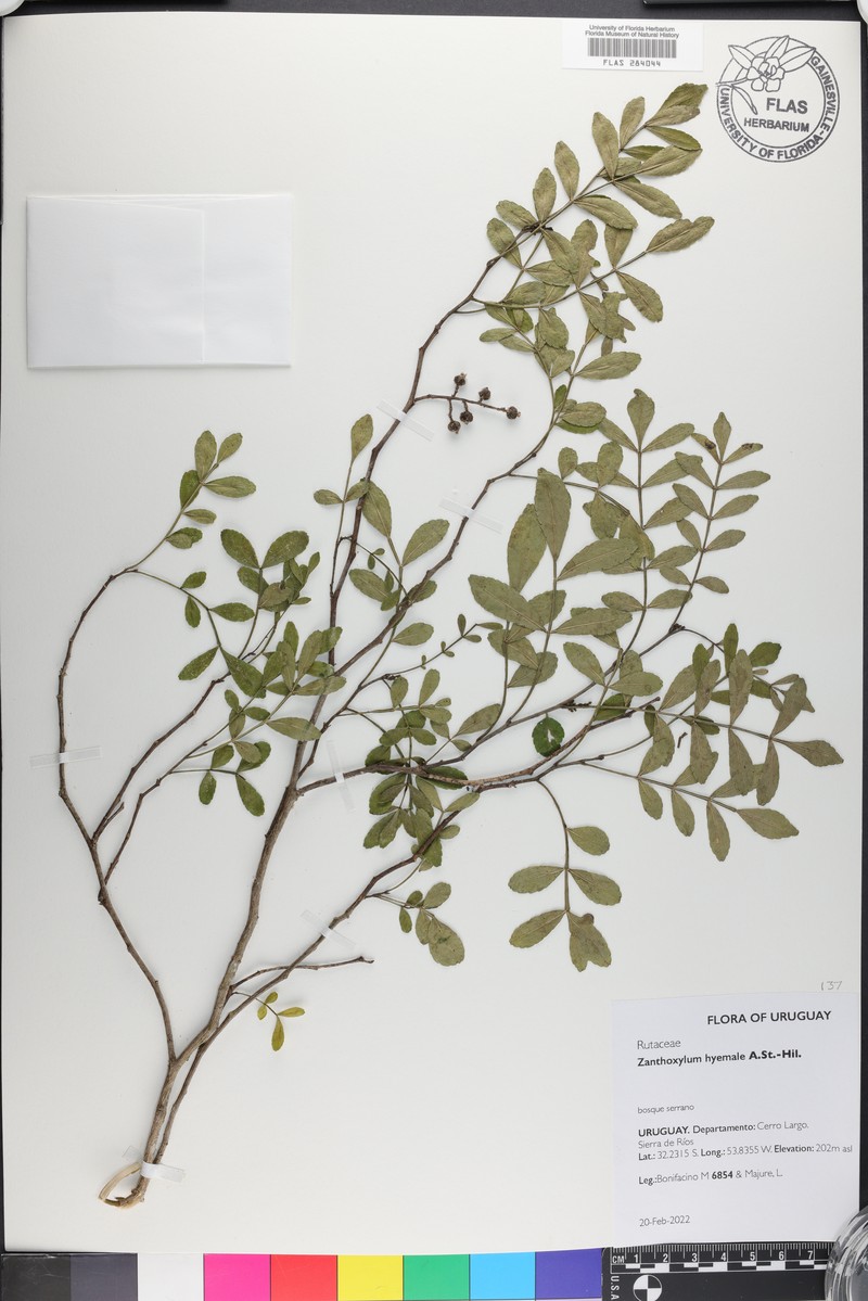 Zanthoxylum fagara subsp. fagara photo 6