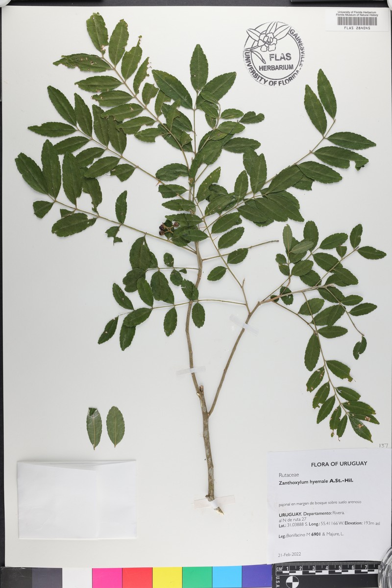 Zanthoxylum fagara subsp. fagara photo 7