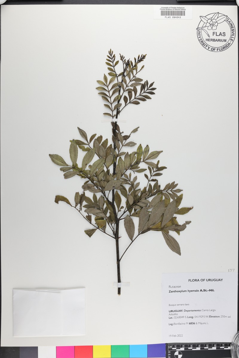 Zanthoxylum fagara subsp. fagara photo 8