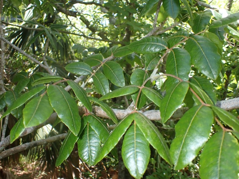 West Indian Satinwood photo 6