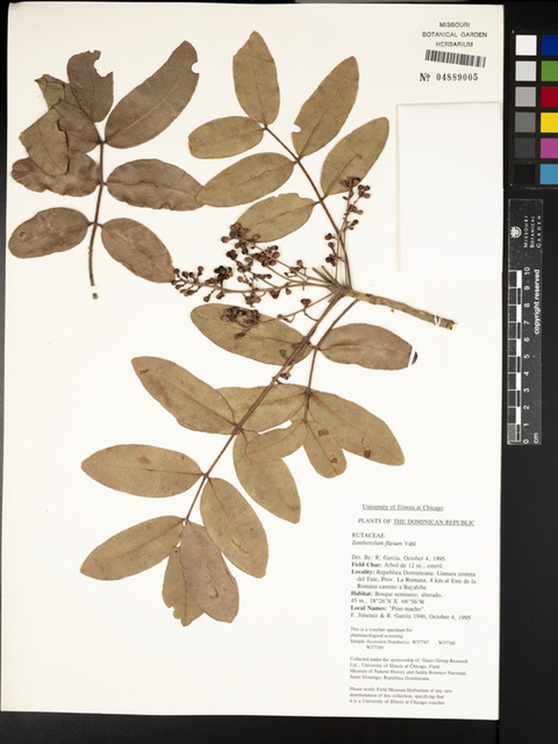 Zanthoxylum flavum subsp. flavum