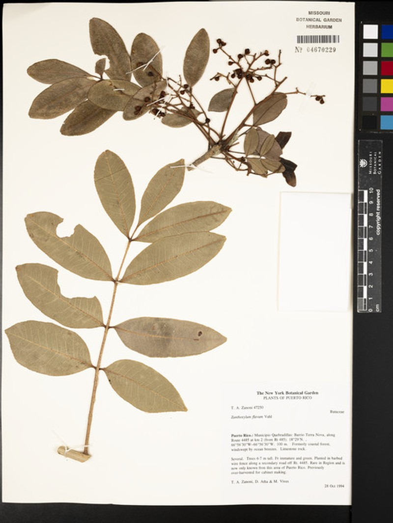 Zanthoxylum flavum subsp. flavum photo 2