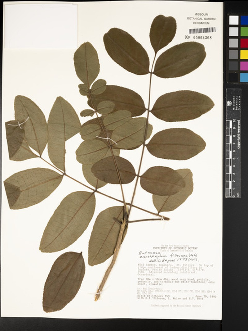 Zanthoxylum flavum subsp. flavum photo 3