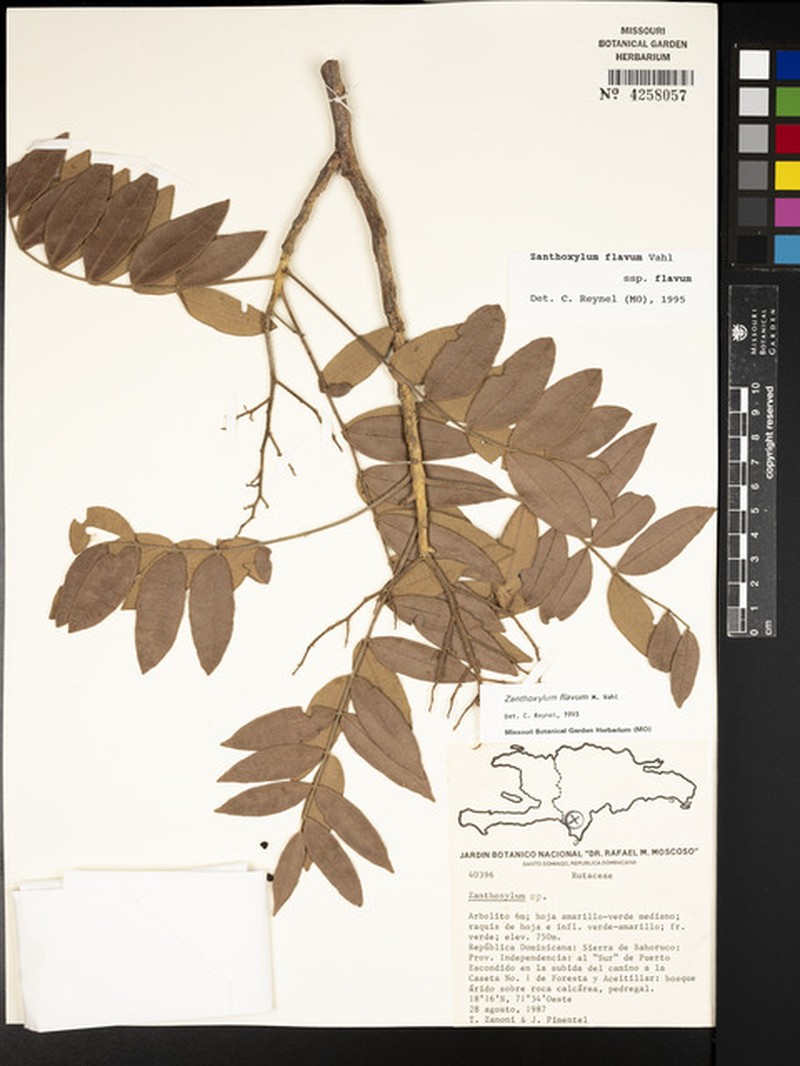 Zanthoxylum flavum subsp. flavum photo 4