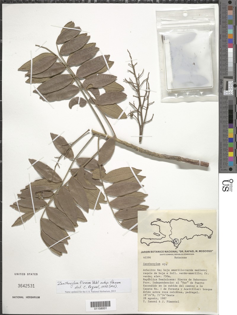 Zanthoxylum flavum subsp. flavum photo 5