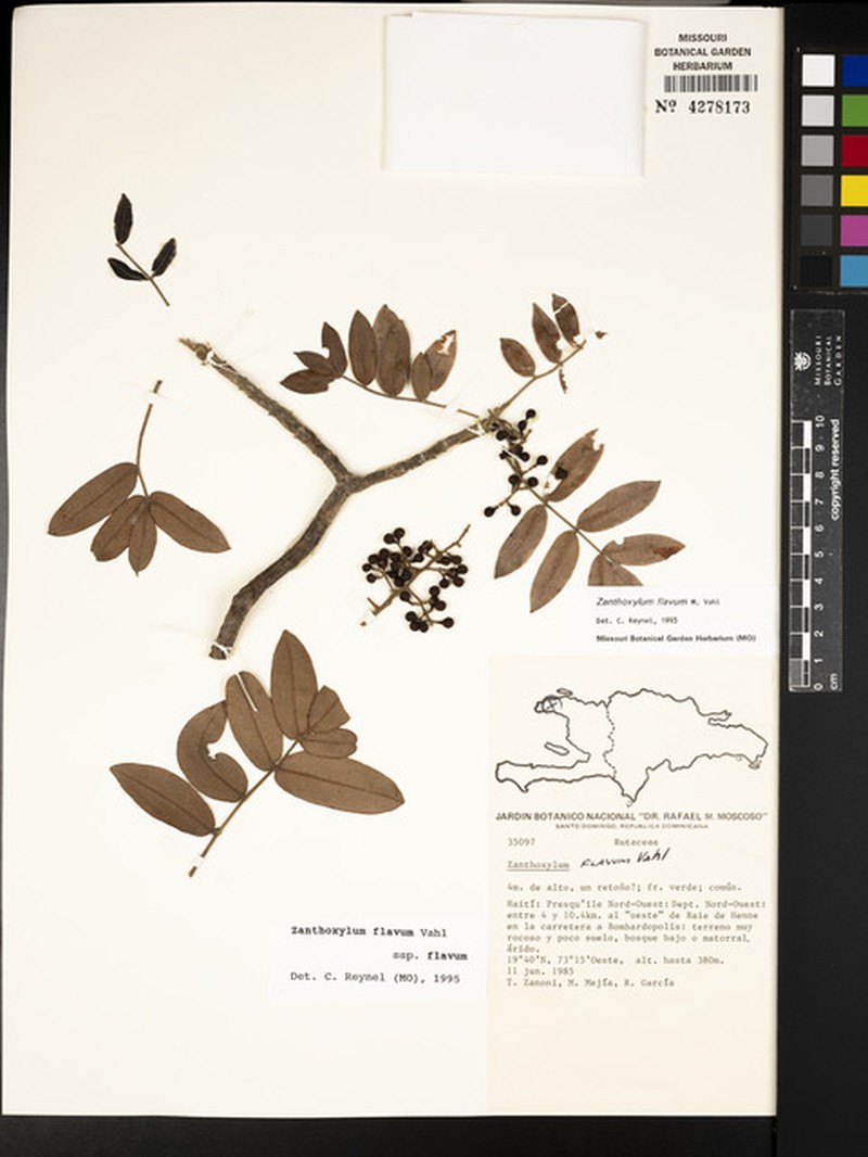 Zanthoxylum flavum subsp. flavum photo 6