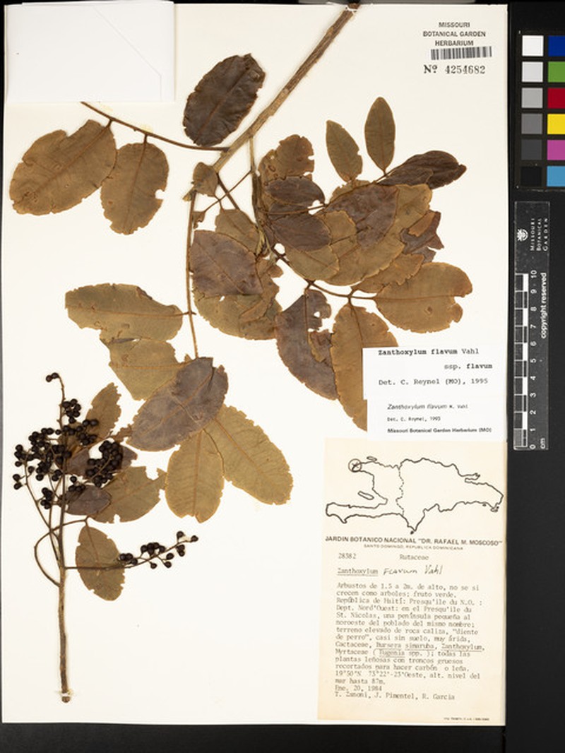 Zanthoxylum flavum subsp. flavum photo 7
