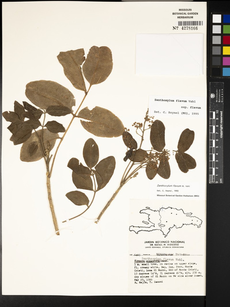 Zanthoxylum flavum subsp. flavum photo 8