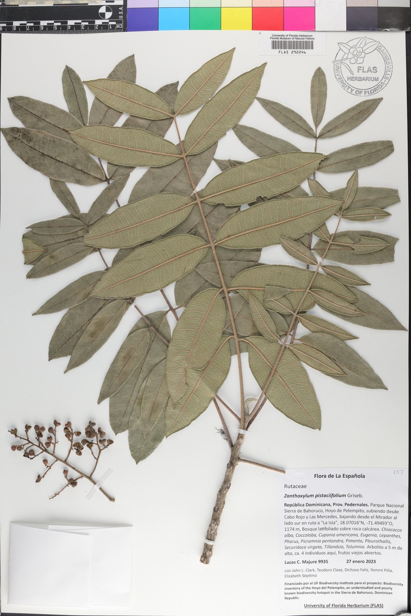 Zanthoxylum flavum subsp. pistaciifolium