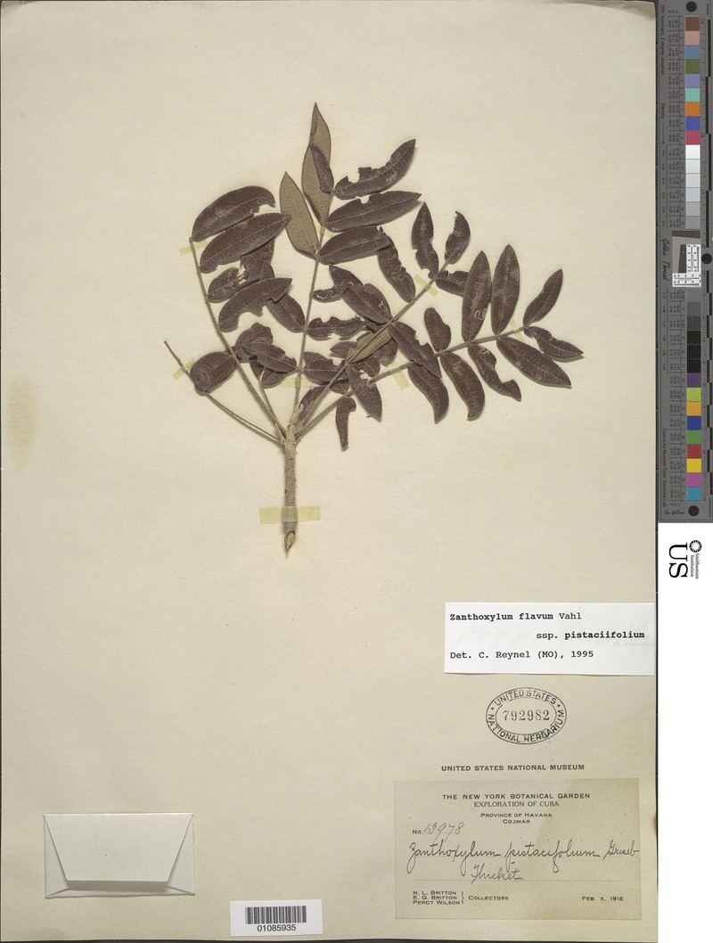Zanthoxylum flavum subsp. pistaciifolium photo 2
