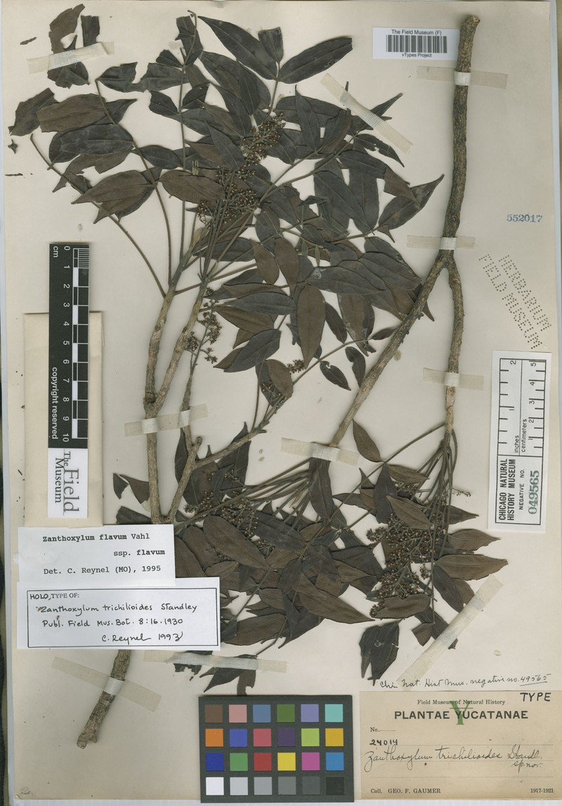Zanthoxylum flavum subsp. trichilioides