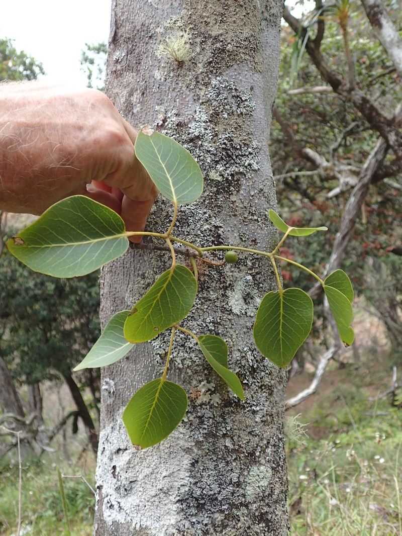 Hawai'I Pricklyash photo 3