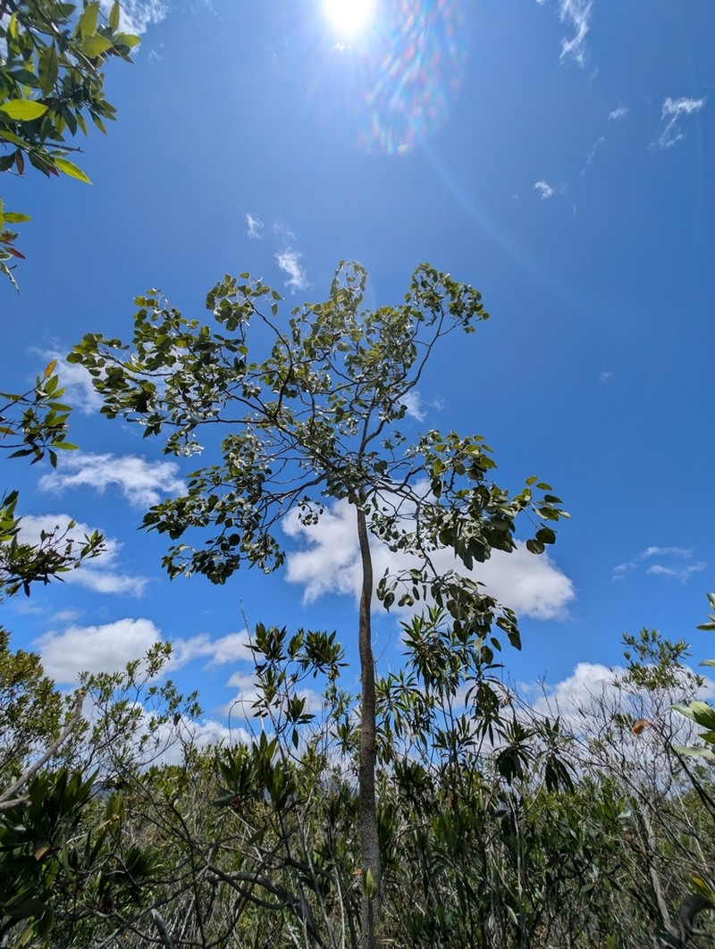 Hawai'I Pricklyash photo 4