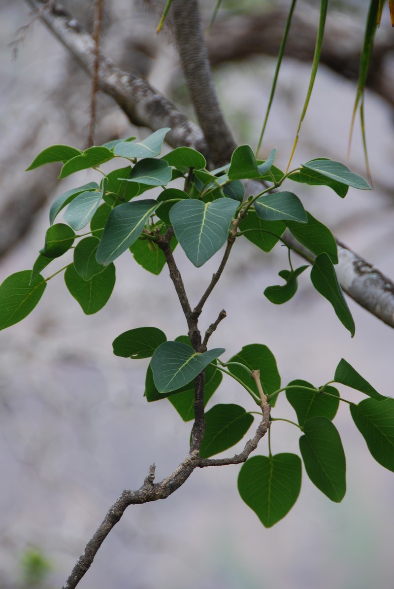 Hawai'I Pricklyash photo 7