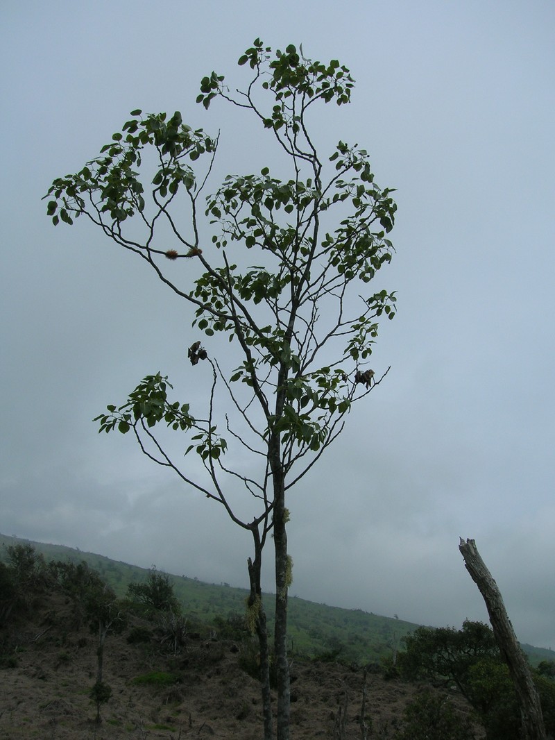 Hawai'I Pricklyash