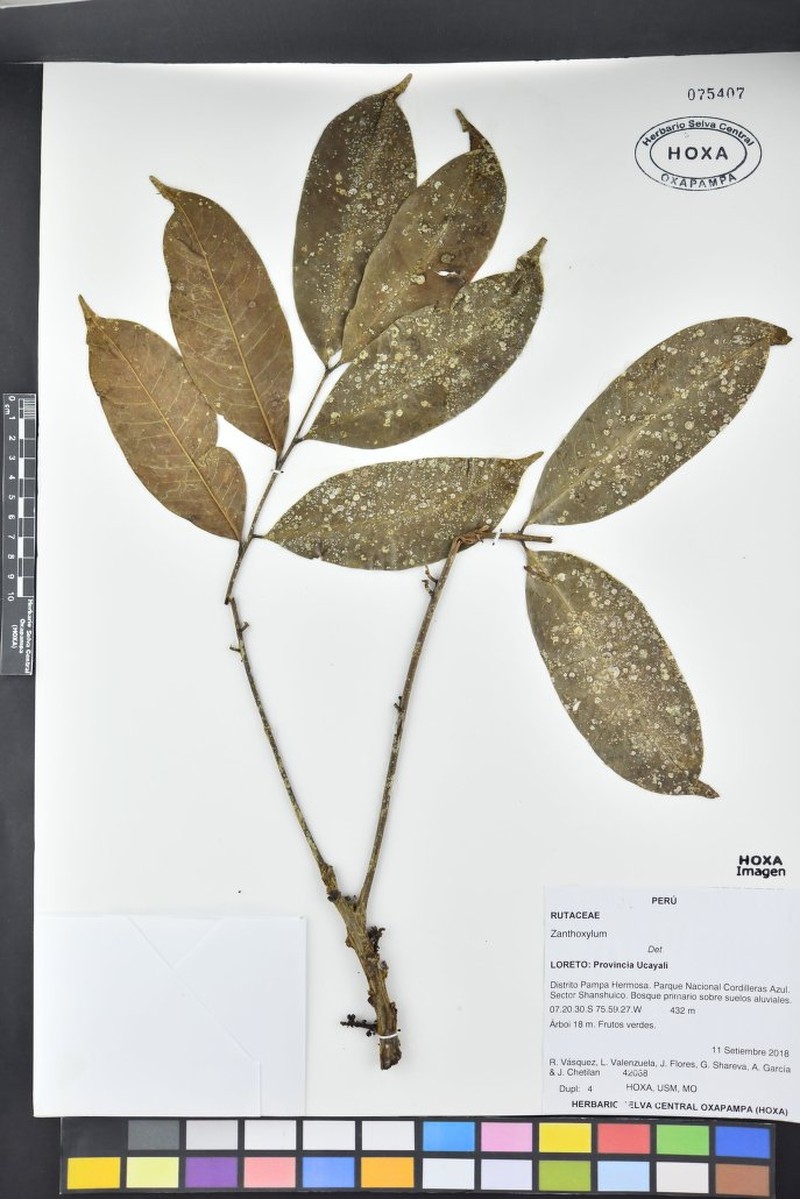 Zanthoxylum impressinervium