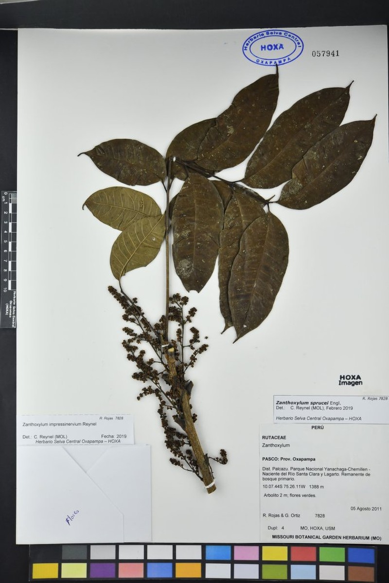 Zanthoxylum impressinervium photo 2