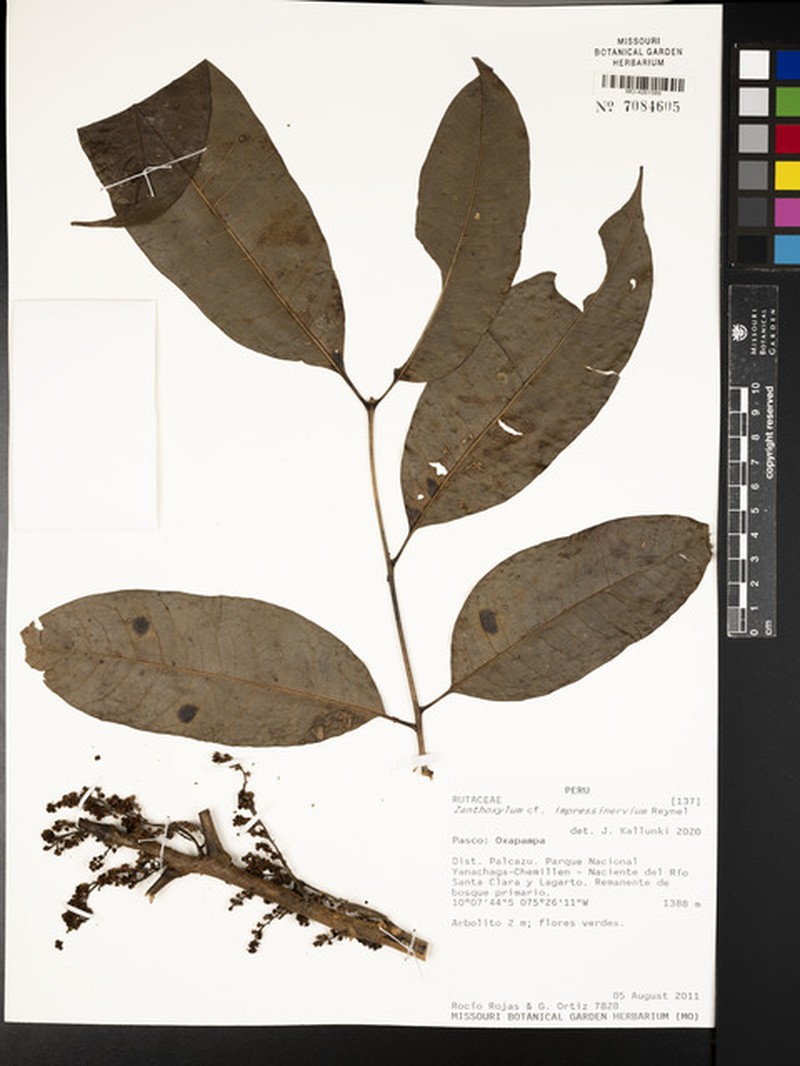 Zanthoxylum impressinervium photo 3