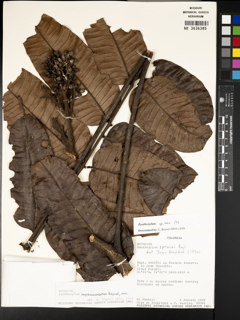 Zanthoxylum impressocordatum